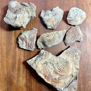 Shell Fossil Stone Set